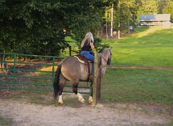 Draft Horse Mix, Gelding, 6 years, 15,3 hh, Grullo