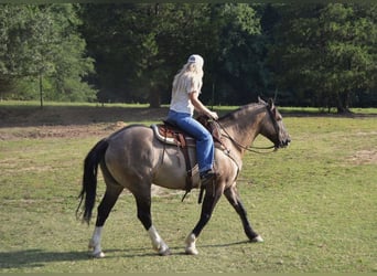 Draft Horse Mix, Gelding, 6 years, 15,3 hh, Grullo