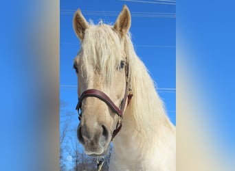 Draft Horse, Gelding, 6 years, 15,3 hh, Palomino