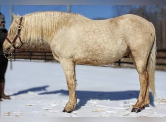 Draft Horse, Gelding, 6 years, 15,3 hh, Palomino