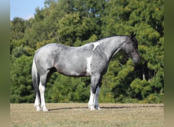 Draft Horse, Gelding, 6 years, 15,3 hh, Roan-Blue