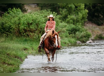 Draft Horse Mix, Gelding, 6 years, 15,3 hh, Sorrel