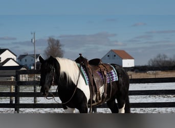 Draft Horse Mix, Gelding, 6 years, 15,3 hh