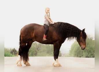 Draft Horse, Gelding, 6 years, 16.1 hh, Bay