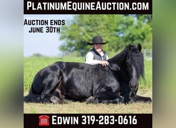 Draft Horse, Gelding, 6 years, 16,1 hh, Black