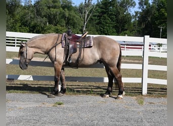 Draft Horse, Gelding, 6 years, 16.1 hh, Grullo