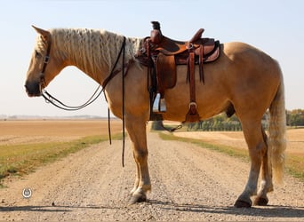 Draft Horse, Gelding, 6 years, 16.1 hh, Palomino