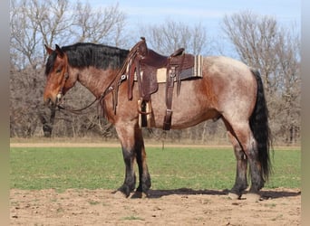 Draft Horse, Gelding, 6 years, 16.1 hh, Roan-Bay