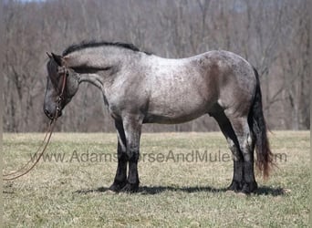 Draft Horse, Gelding, 6 years, 16.1 hh, Roan-Blue