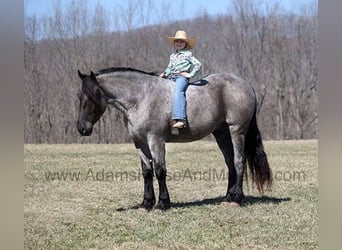 Draft Horse, Gelding, 6 years, 16.1 hh, Roan-Blue