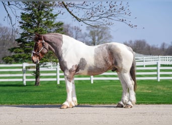 Draft Horse, Gelding, 6 years, 16.1 hh, Roan-Red