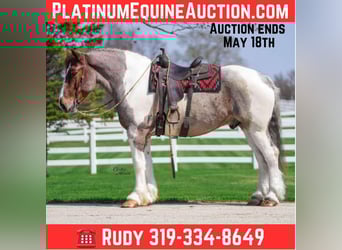 Draft Horse, Gelding, 6 years, 16.1 hh, Roan-Red