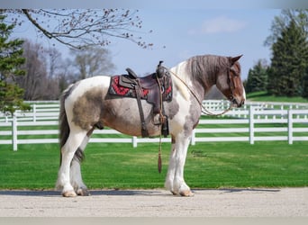 Draft Horse, Gelding, 6 years, 16.1 hh, Roan-Red