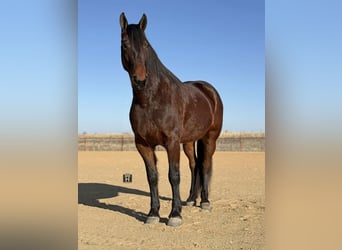 Draft Horse, Gelding, 6 years, 16.2 hh, Bay