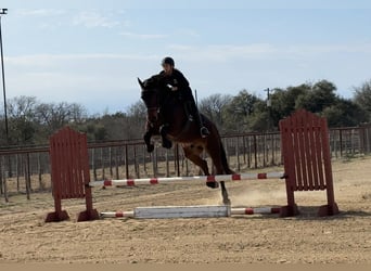 Draft Horse, Gelding, 6 years, 16.2 hh, Bay