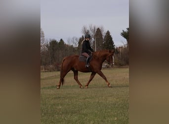 Draft Horse Mix, Gelding, 6 years, 16.2 hh, Chestnut