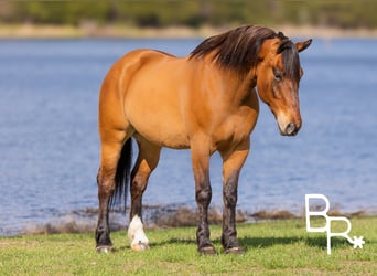 Draft Horse, Gelding, 6 years, 16.2 hh, Dun