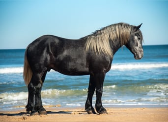 Draft Horse Mix, Gelding, 6 years, 16.2 hh, Grey