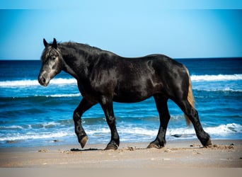 Draft Horse Mix, Gelding, 6 years, 16.2 hh, Grey