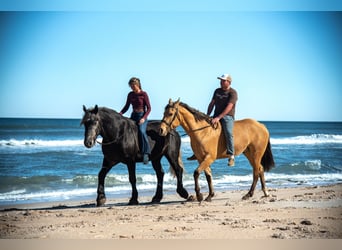 Draft Horse Mix, Gelding, 6 years, 16.2 hh, Grey