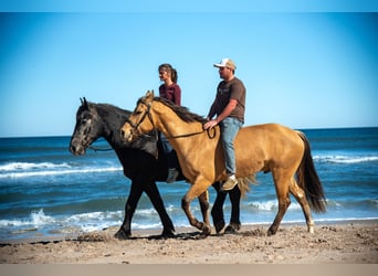 Draft Horse Mix, Gelding, 6 years, 16.2 hh, Grey