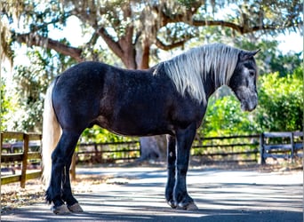 Draft Horse Mix, Gelding, 6 years, 16.2 hh, Grey