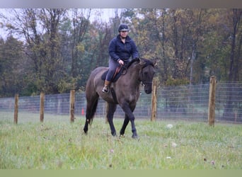Draft Horse, Gelding, 6 years, 16.2 hh, Grullo