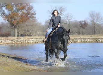 Draft Horse Mix, Gelding, 6 years, 16.2 hh, Roan-Blue