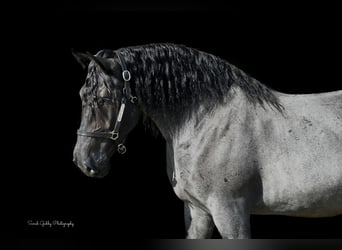 Draft Horse Mix, Gelding, 6 years, 16,2 hh, Roan-Blue