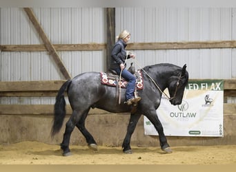 Draft Horse Mix, Gelding, 6 years, 16.2 hh, Roan-Blue