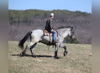 Draft Horse, Gelding, 6 years, 16.2 hh, Roan-Blue