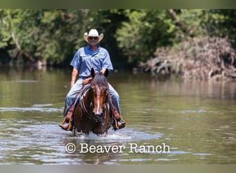 Draft Horse, Gelding, 6 years, 16.2 hh, Tobiano-all-colors