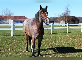 Draft Horse, Gelding, 6 years, 16.3 hh, Roan-Bay