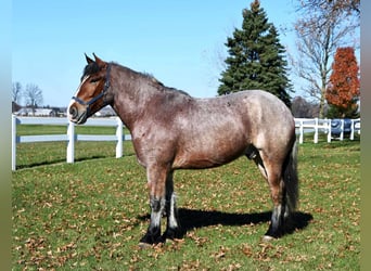 Draft Horse, Gelding, 6 years, 16.3 hh, Roan-Bay