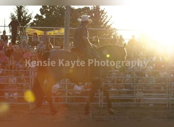 Draft Horse, Gelding, 6 years, 16,3 hh, Roan-Blue