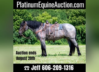 Draft Horse, Gelding, 6 years, 16,3 hh, Roan-Blue