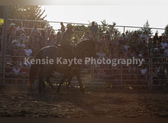 Draft Horse, Gelding, 6 years, 16,3 hh, Roan-Blue