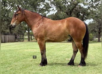 Draft Horse Mix, Gelding, 6 years, 16 hh, Bay