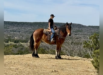 Draft Horse Mix, Gelding, 6 years, 16 hh, Bay