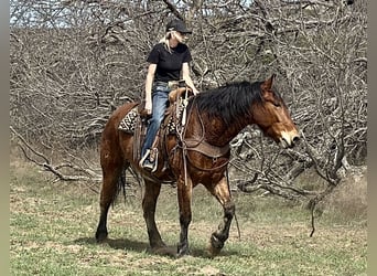 Draft Horse Mix, Gelding, 6 years, 16 hh, Bay