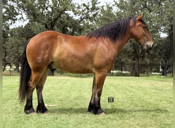 Draft Horse Mix, Gelding, 6 years, 16 hh, Bay