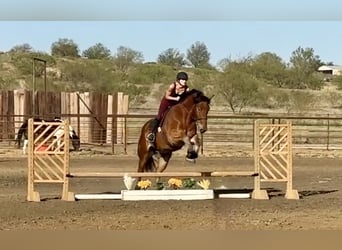 Draft Horse Mix, Gelding, 6 years, 16 hh, Bay