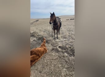 Draft Horse Mix, Gelding, 6 years, 16 hh, Bay