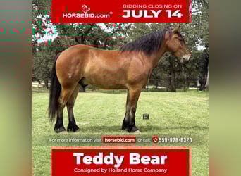 Draft Horse Mix, Gelding, 6 years, 16 hh, Bay
