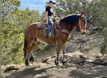 Draft Horse Mix, Gelding, 6 years, 16 hh, Bay
