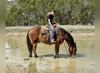 Draft Horse Mix, Gelding, 6 years, 16 hh, Bay