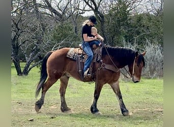 Draft Horse Mix, Gelding, 6 years, 16 hh, Bay