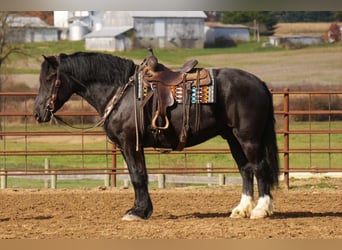 Draft Horse Mix, Gelding, 6 years, 16 hh, Black