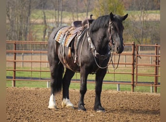 Draft Horse Mix, Gelding, 6 years, 16 hh, Black