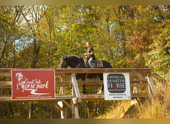 Draft Horse Mix, Gelding, 6 years, 16 hh, Black